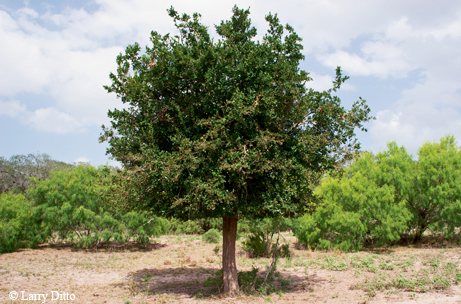 sandpaper tree